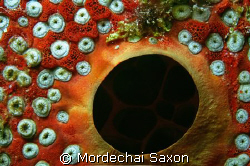 Red Coral, but my daughter calls this one "Eyeballs". by Mordechai Saxon 